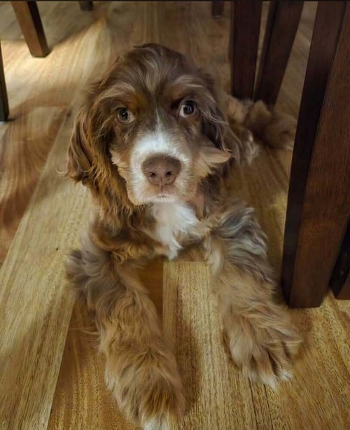 LOUIE BOY - Cocker Spaniel available for adoption