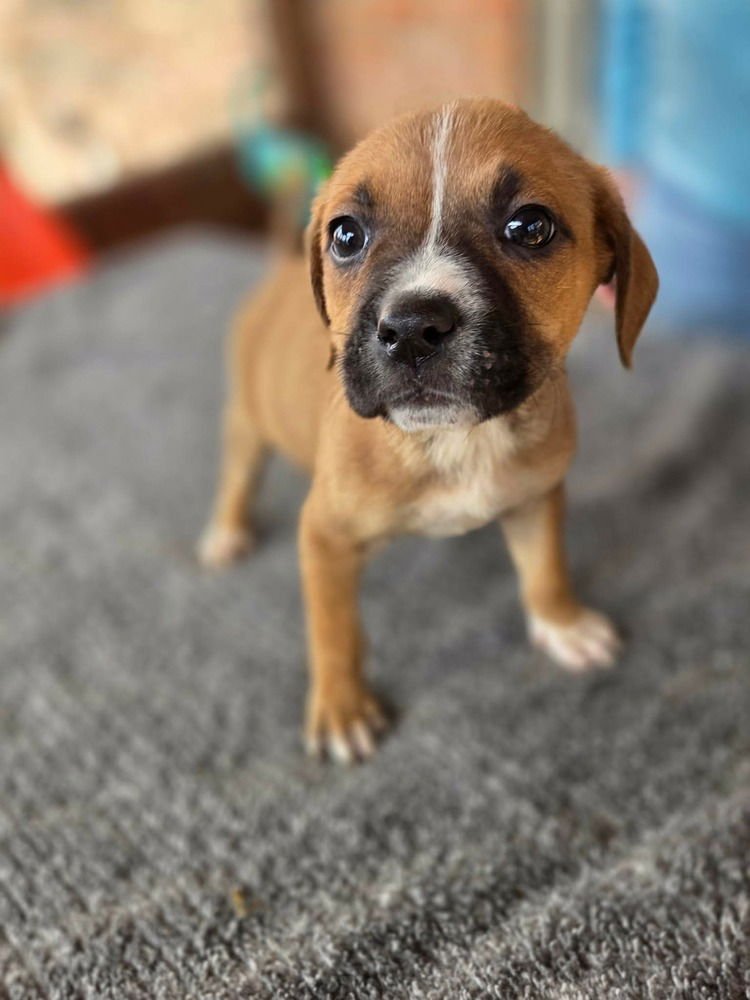 MUSTARDS :  HONEY - Boxer / Pug available for adoption