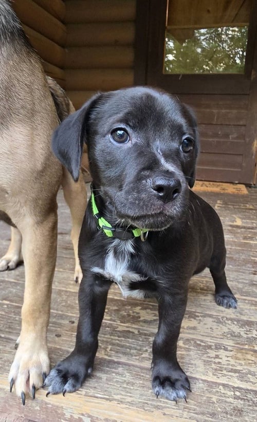 PEANUTS PUPS : CHARLIE BROWN - Dachshund / Labrador Retriever available for adoption