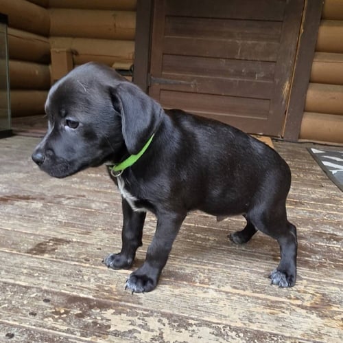 PEANUTS PUPS : CHARLIE BROWN - Dachshund / Labrador Retriever available for adoption