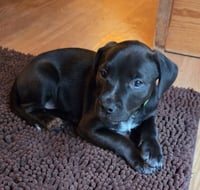 Peanuts Pups : Charlie Brown - Photo 3