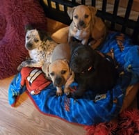 Peanuts Pups : Charlie Brown - Photo 4