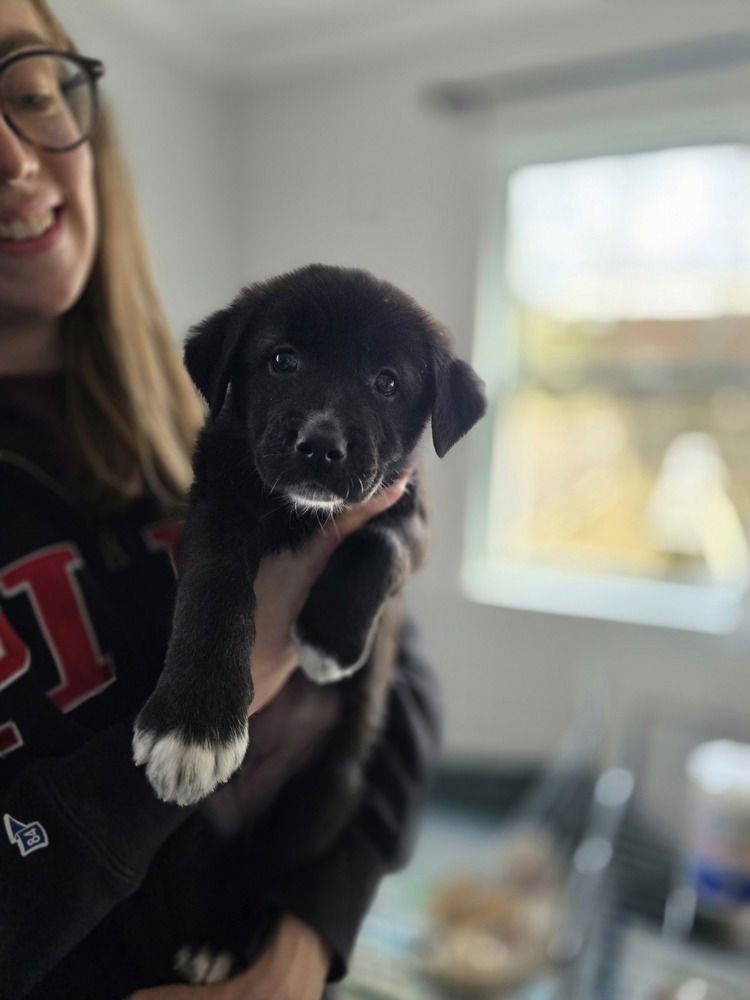 LADYBIRDS : BOOTS - Catahoula Leopard Dog / Australian Shepherd available for adoption