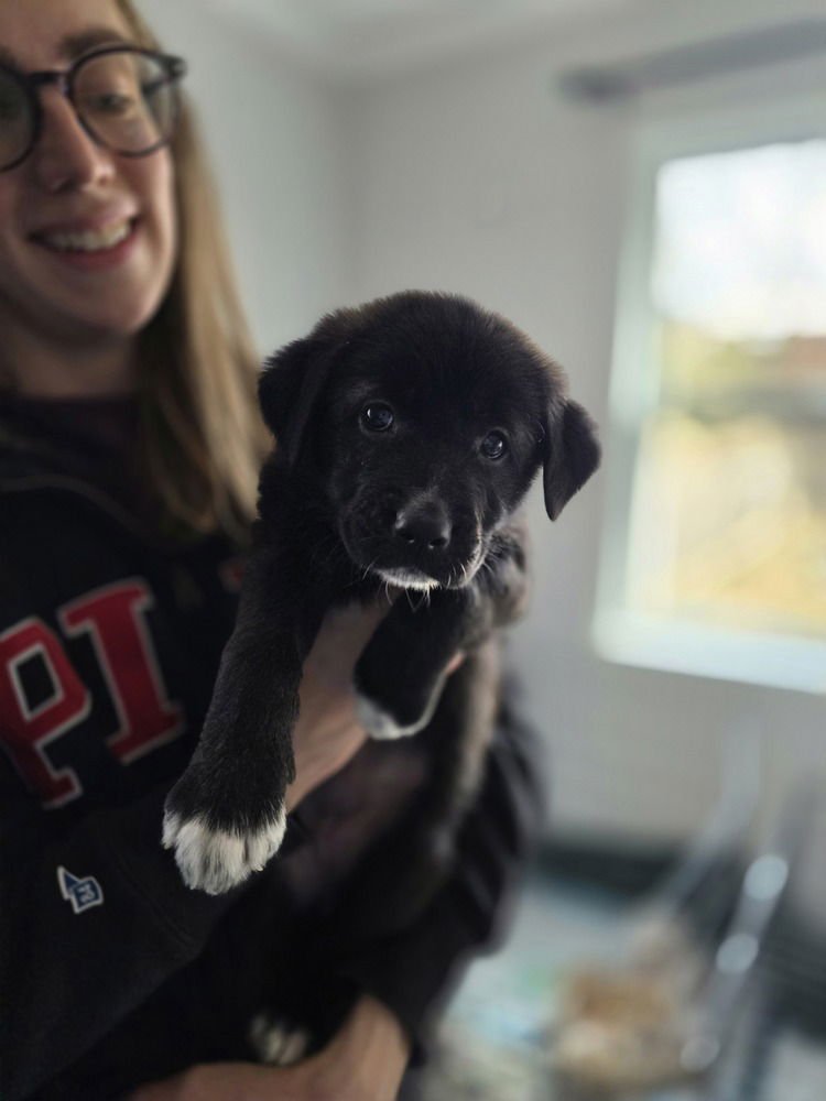 LADYBIRDS : BOOTS - Catahoula Leopard Dog / Australian Shepherd available for adoption