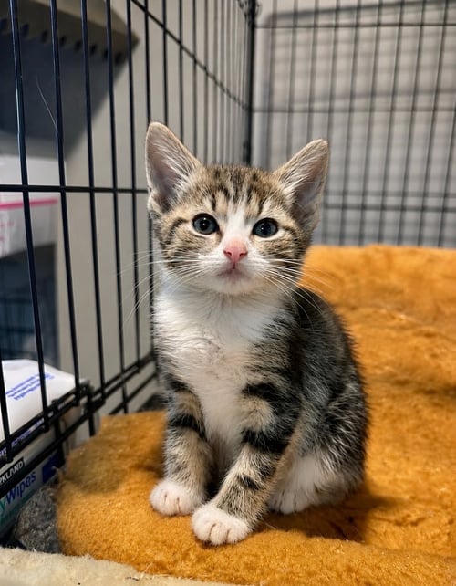 GEM KITTY : OPAL - Domestic Short Hair available for adoption