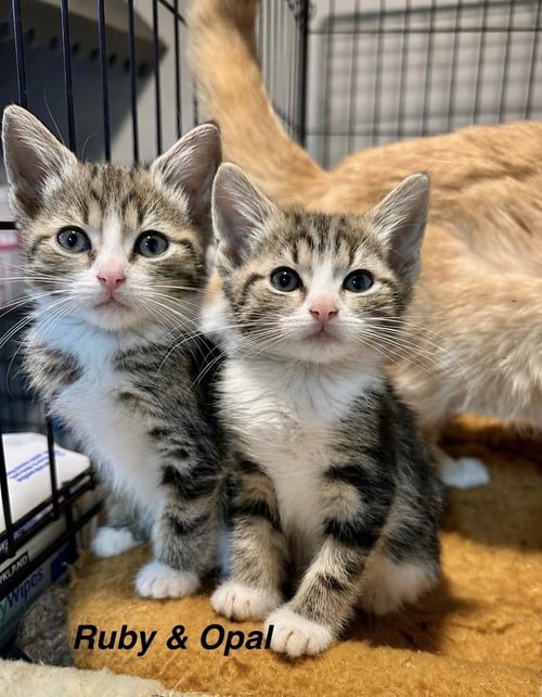 GEM KITTY : OPAL - Domestic Short Hair available for adoption