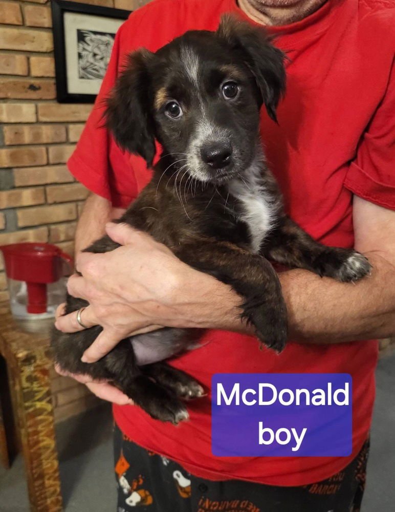 FAST FOOD GANG : MCDONALD - Dachshund / Terrier available for adoption