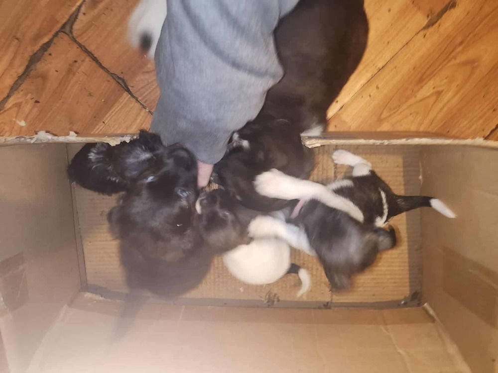 FAST FOOD GANG : MCDONALD - Dachshund / Terrier available for adoption