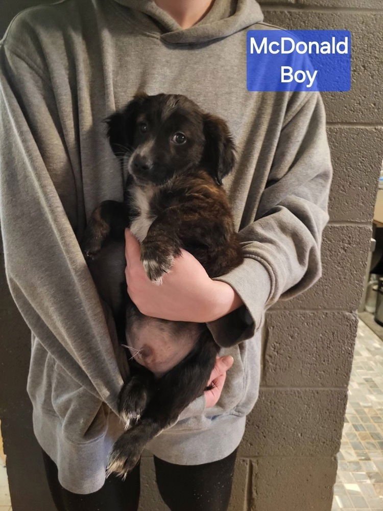 Fast Food Gang : McDonald - Photo 3