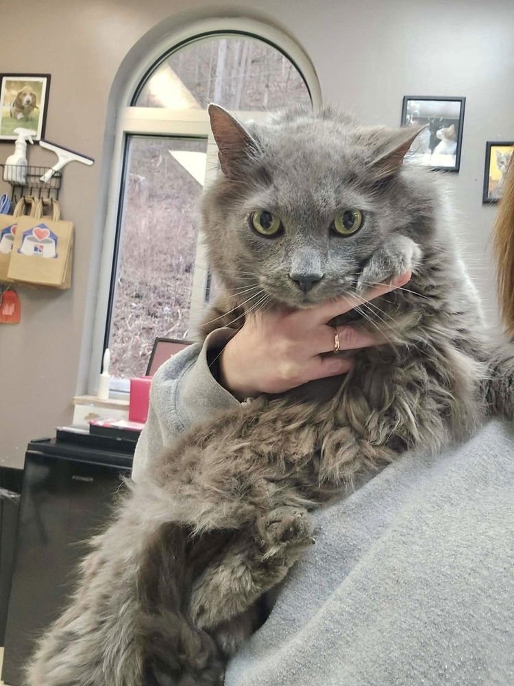 SKYLAR KITTY - Domestic Long Hair available for adoption