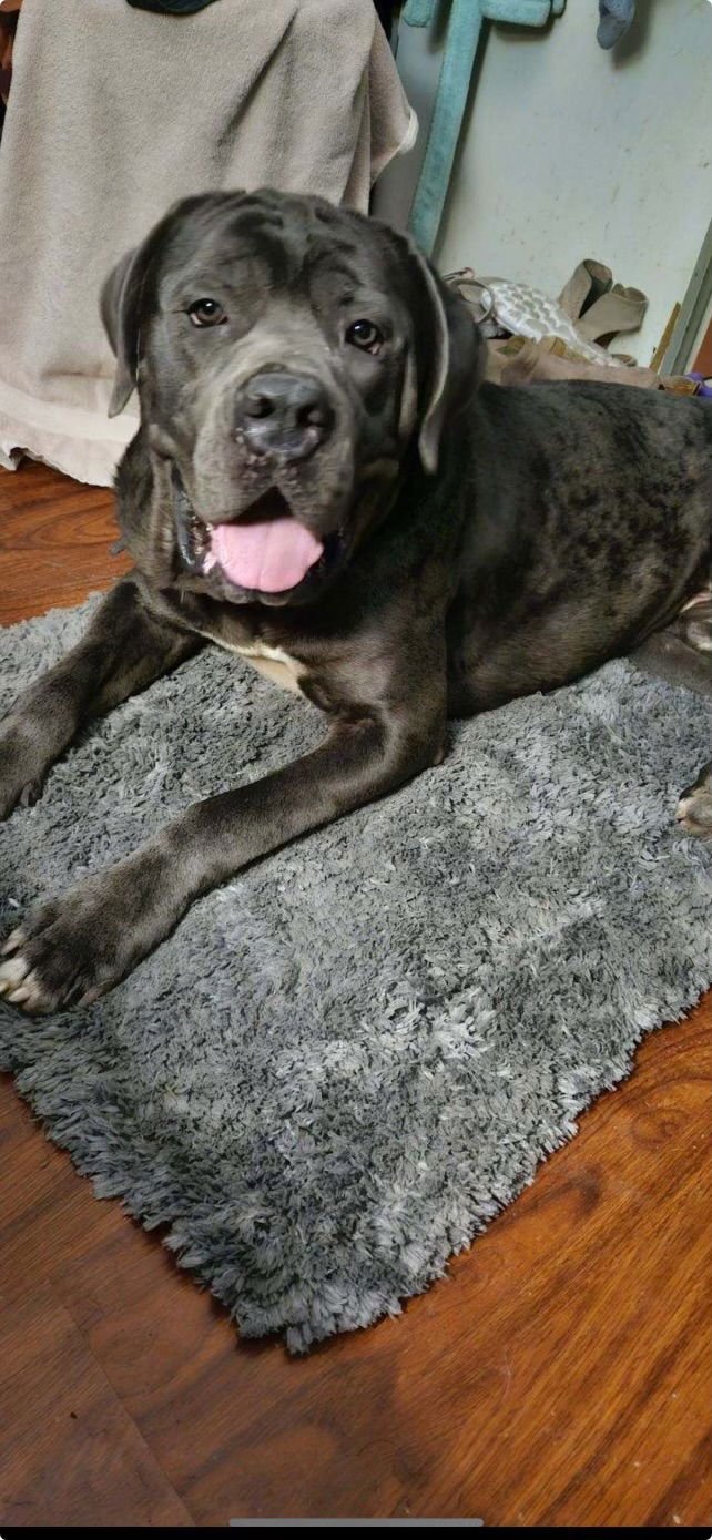 ADOLFO - Neapolitan Mastiff / Cane Corso Mastiff available for adoption