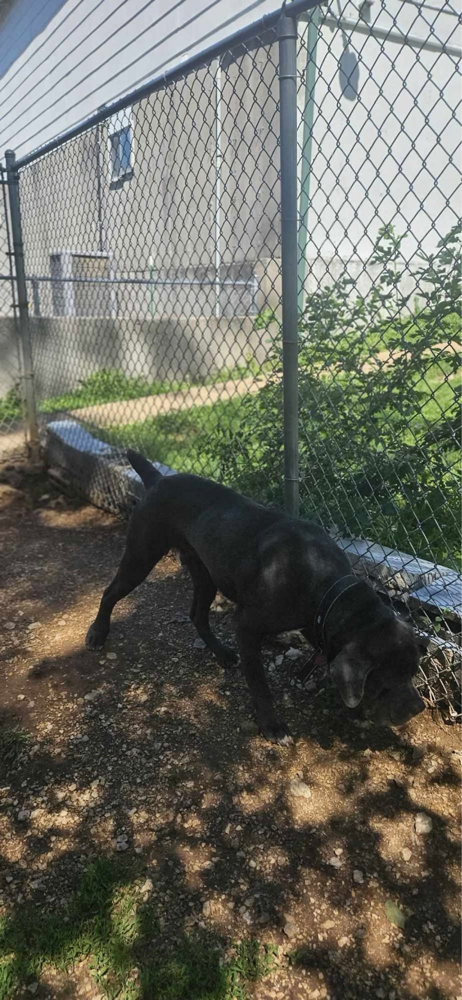 ADOLFO - Neapolitan Mastiff / Cane Corso Mastiff available for adoption