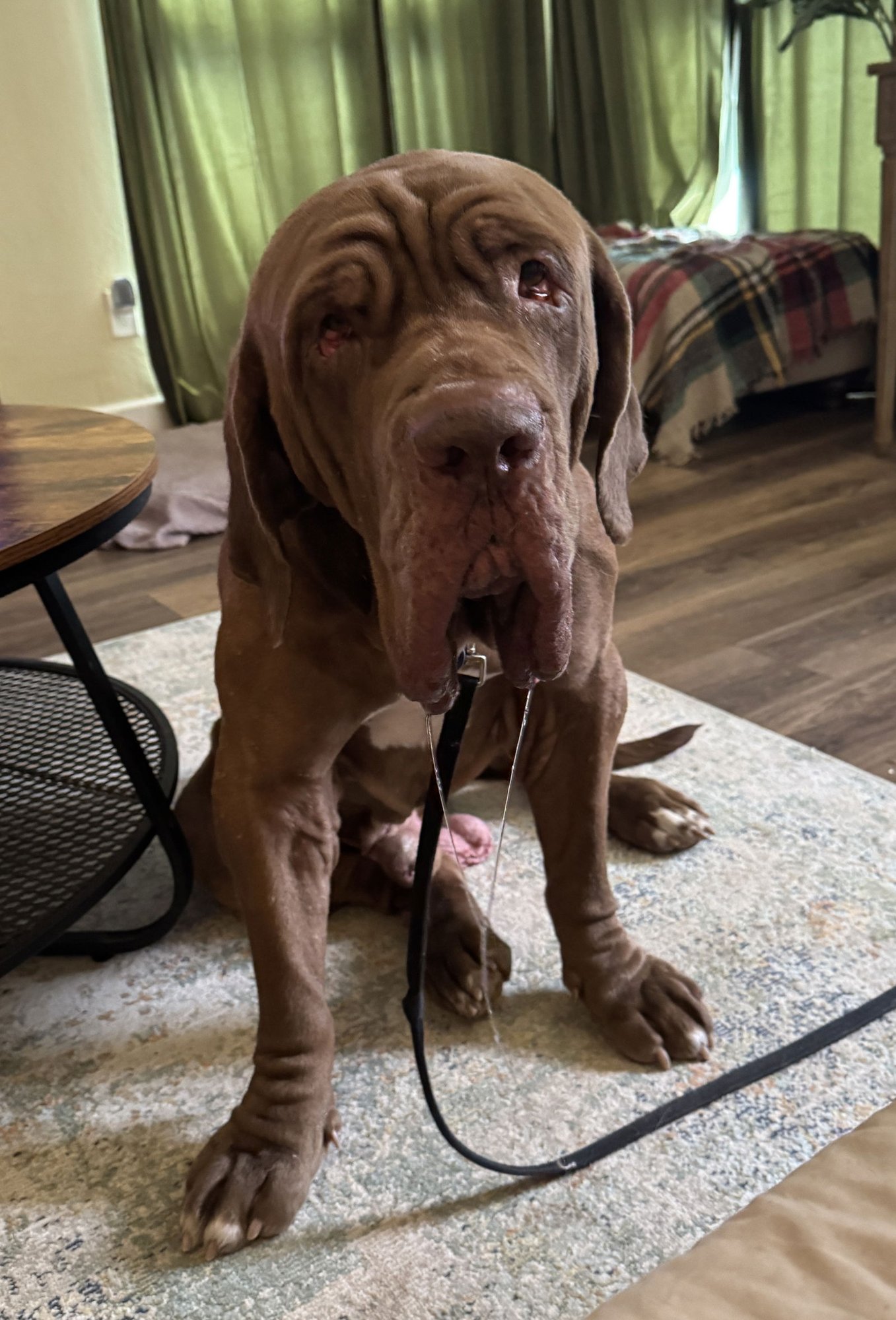 GUIDO - Neapolitan Mastiff available for adoption