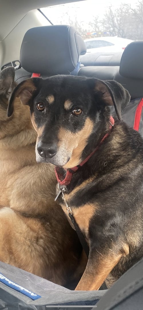 RUSTY (BONDED W/TANK)(COURTESY POST) - Unknown available for adoption