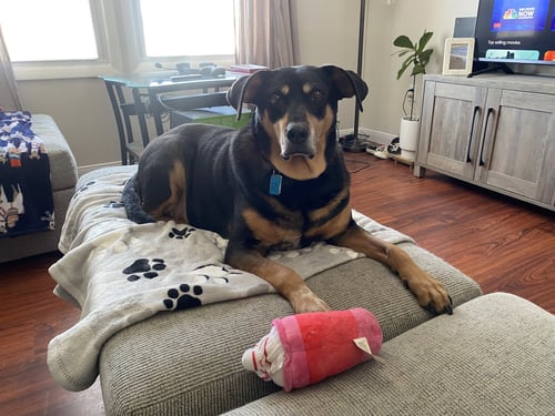 RUSTY (BONDED W/TANK)(COURTESY POST) - Unknown available for adoption