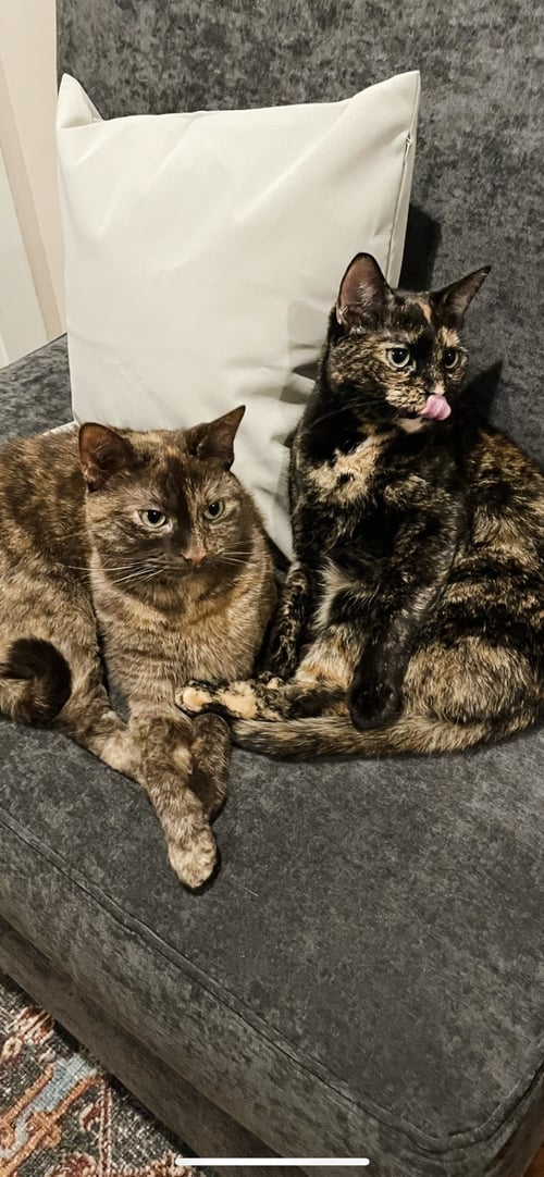 OLIVE & GINGER (BONDED PAIR)(COURTESY POST) - Tortoiseshell available for adoption