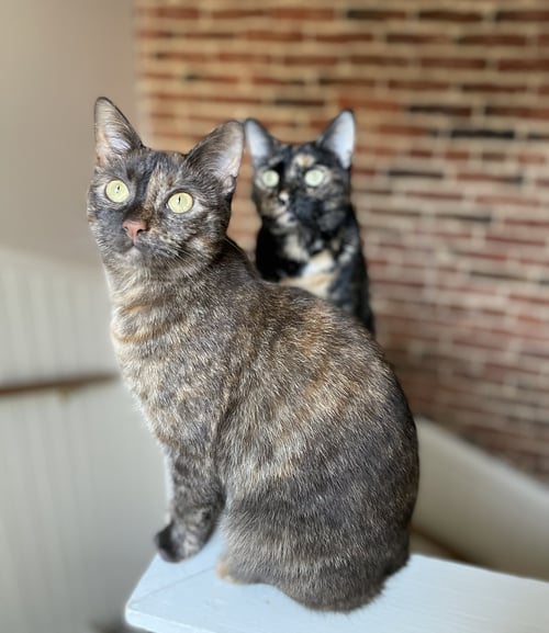 OLIVE & GINGER (BONDED PAIR)(COURTESY POST) - Tortoiseshell available for adoption
