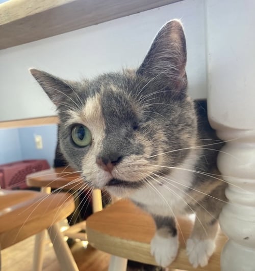 CALI 2 (COURTESY POST) - Domestic Short Hair available for adoption