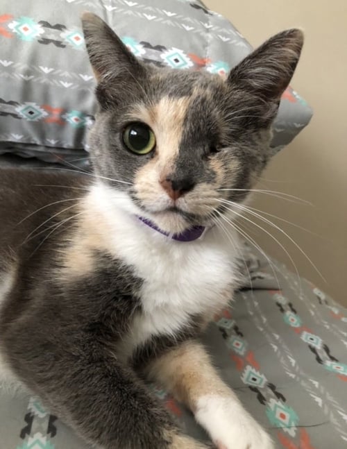 CALI 2 (COURTESY POST) - Domestic Short Hair available for adoption