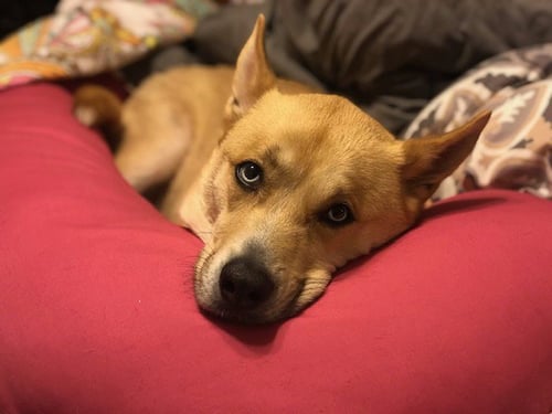 BANE (COURTESY POST) - Husky / Pit Bull Terrier available for adoption