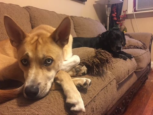 BANE (COURTESY POST) - Husky / Pit Bull Terrier available for adoption