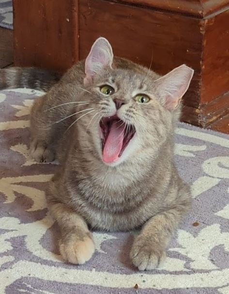 ROSIE 2 (COURTESY POST) - Dilute Tortoiseshell available for adoption