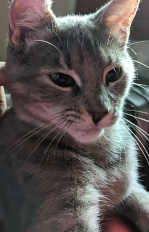 ROSIE 2 (COURTESY POST) - Dilute Tortoiseshell available for adoption
