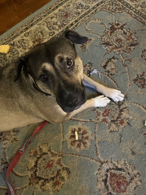 DAISY 2  (COURTESY POST) - German Shepherd Dog / Hound available for adoption