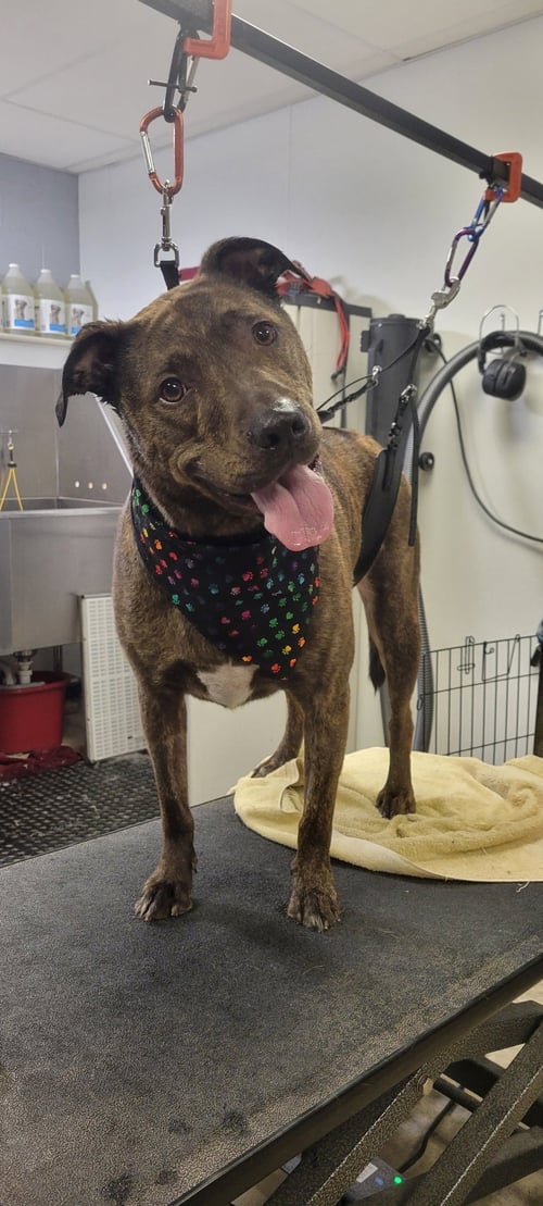 LINCOLN (BONDED W/TUCKER)(COURTESY POST) - Pit Bull Terrier available for adoption