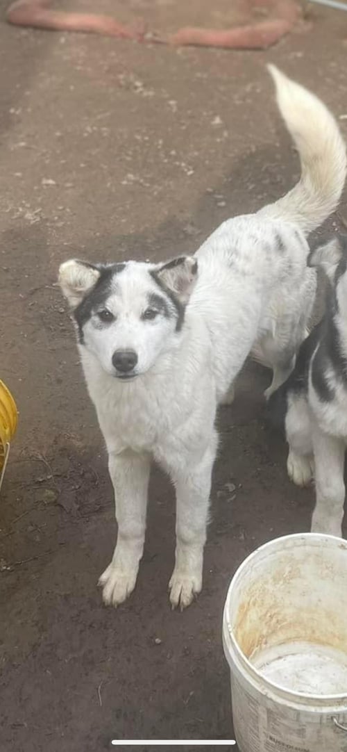 SASHA 2 (COURTESY POST) - Husky / Corgi available for adoption