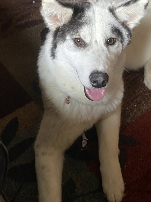 SASHA 2 (COURTESY POST) - Husky / Corgi available for adoption