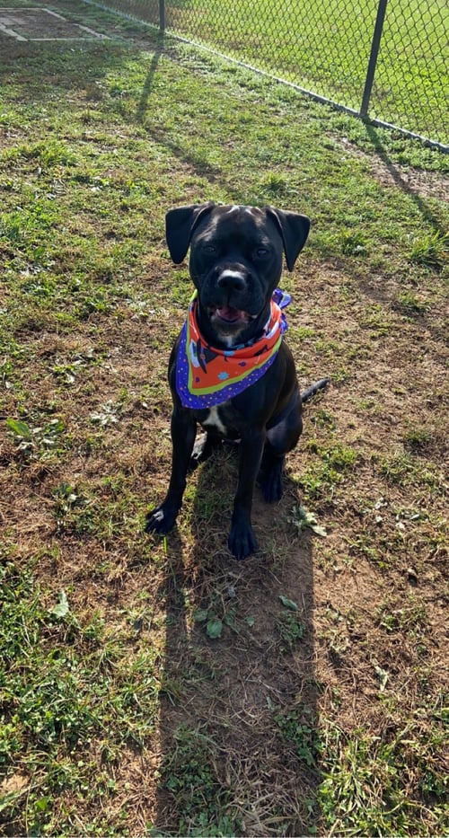 LADY (COURTESY POST) - Boxer available for adoption
