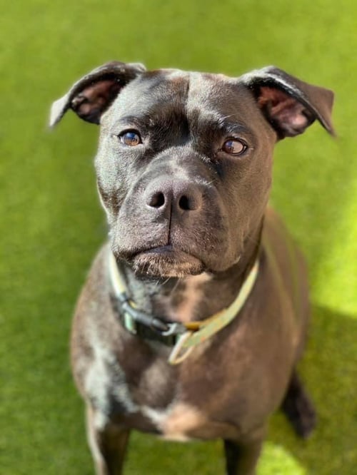 LADY (COURTESY POST) - Boxer available for adoption