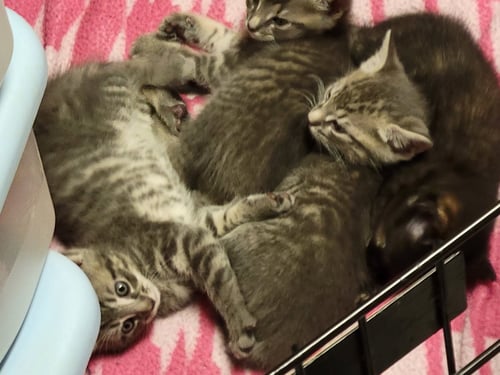 3 UNNAMED KITTENS (COURTESY POST) - Domestic Short Hair available for adoption