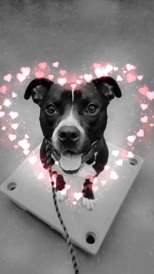 ATLAS (COURTESY POST) - Bulldog available for adoption