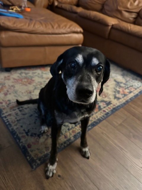 BO (COURTESY POST) - Labrador Retriever / Beagle available for adoption