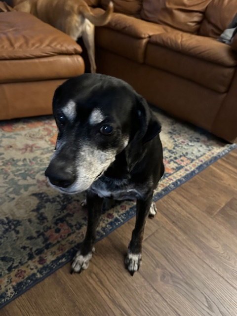 BO (COURTESY POST) - Labrador Retriever / Beagle available for adoption
