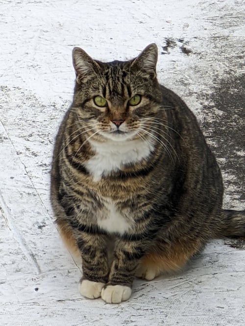 GIGI 2  (COURTESY POST) - Domestic Short Hair available for adoption