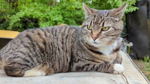 GIGI 2  (COURTESY POST) - Domestic Short Hair available for adoption