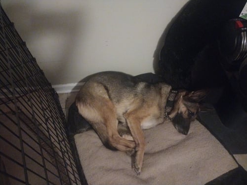 LILLY 2 (COURTESY POST) - German Shepherd Dog available for adoption