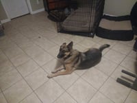 LILLY 2 (COURTESY POST) - Photo 1