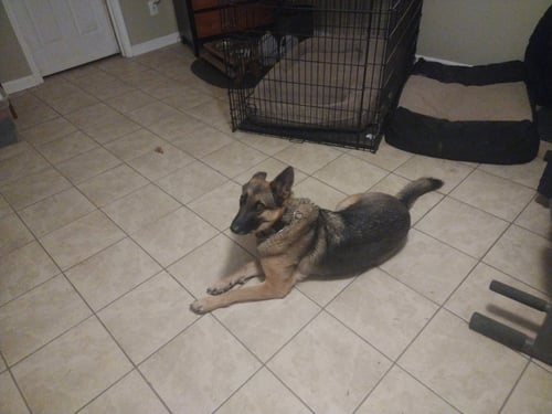 LILLY 2 (COURTESY POST) - German Shepherd Dog available for adoption