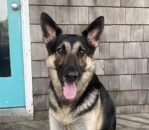 APOLLO (COURTESY POST) - German Shepherd Dog available for adoption