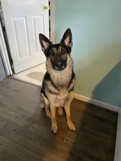 APOLLO (COURTESY POST) - German Shepherd Dog available for adoption