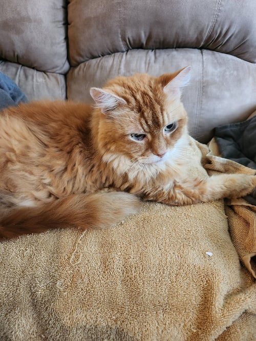 MR. ORANGE (COURTESY POST) - Tabby available for adoption