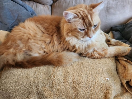 MR. ORANGE (COURTESY POST) - Tabby available for adoption