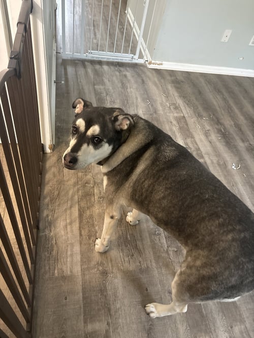 MAVERICK (COURTESY POST) - Husky / German Shepherd Dog available for adoption