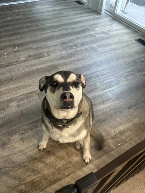 MAVERICK (COURTESY POST) - Husky / German Shepherd Dog available for adoption