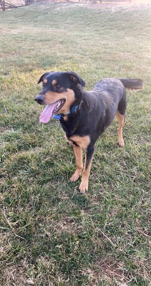 COOPER (BONDED W/BAILEY) (COURTESY POST) - Unknown available for adoption