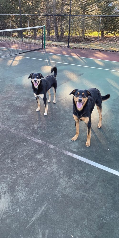 COOPER (BONDED W/BAILEY) (COURTESY POST) - Unknown available for adoption